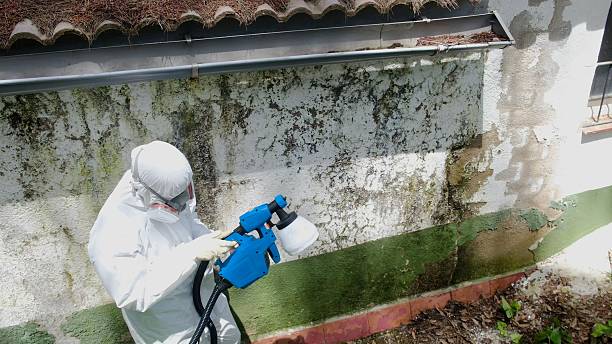 Top rated local Bathroom Mold Removal specialists in Troutville, PA